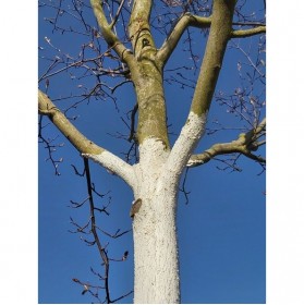 ELAF-FLEX permet de protéger le départ des branches du houppier
